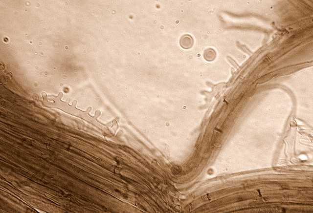 Mycena abramsii     (Murrill)    Murrill